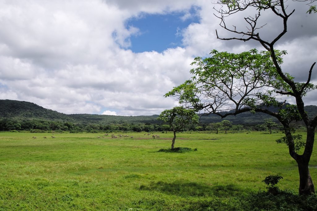 Sweeping green meadow with distant zebra and acacia, Arusha National Park, Tanzania.