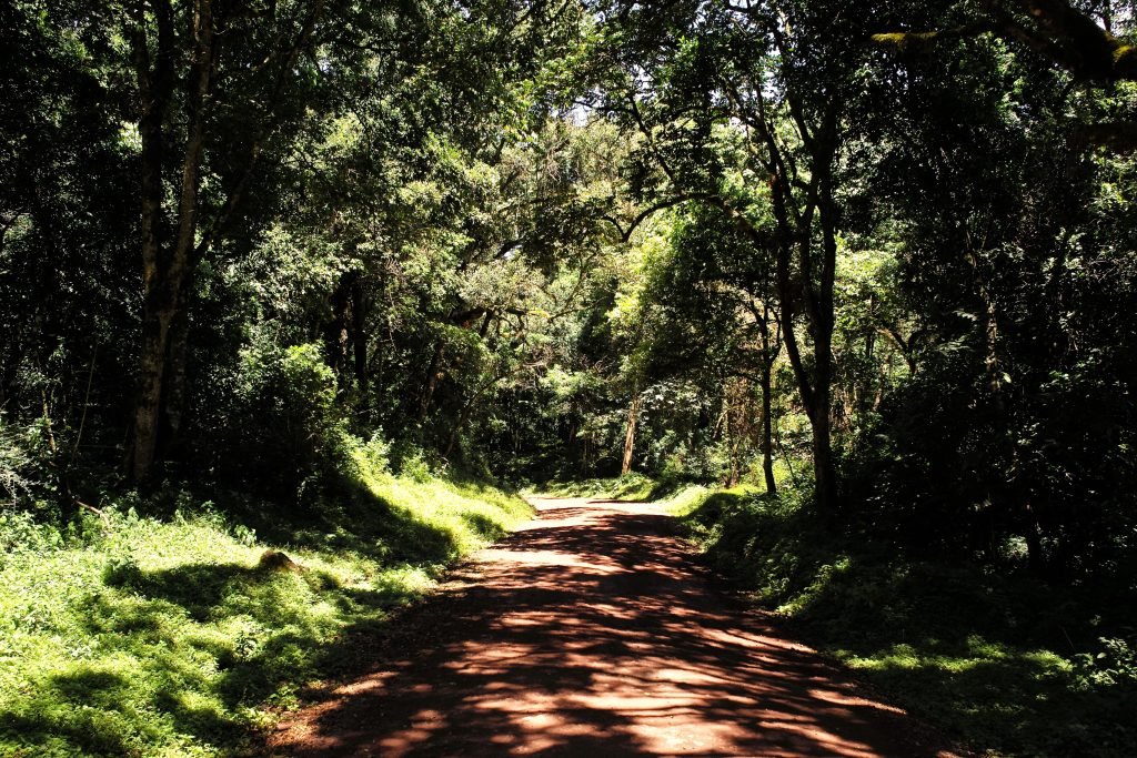 A dirt road through the lush montane forest of Arusha National Park, Tanzania.