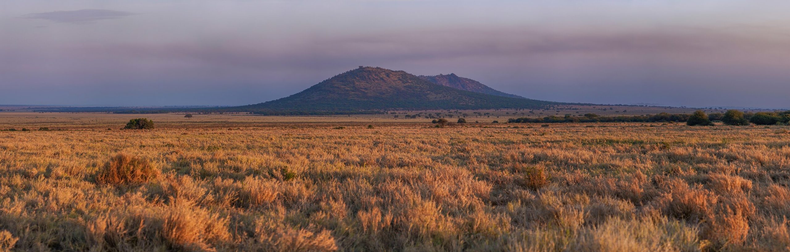 Serengeti grasslands at sunrise with a distant kopje and warm golden light