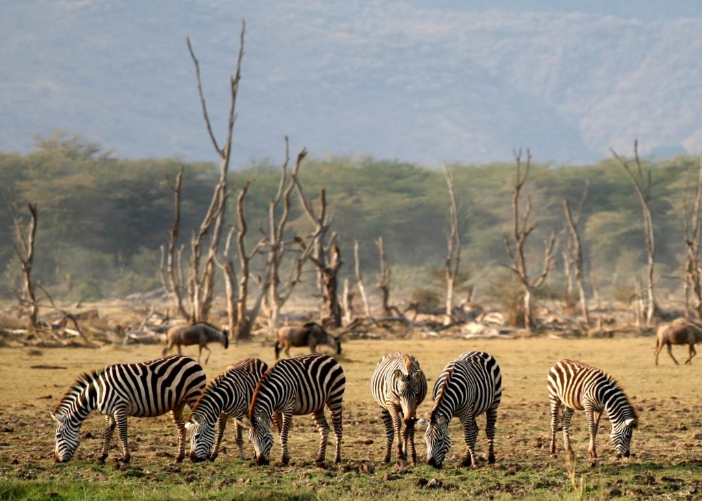 Plains zebras grazing among dead acacia trees with the rift-valley wall behind, Lake Manyara National Park, Tanzania.