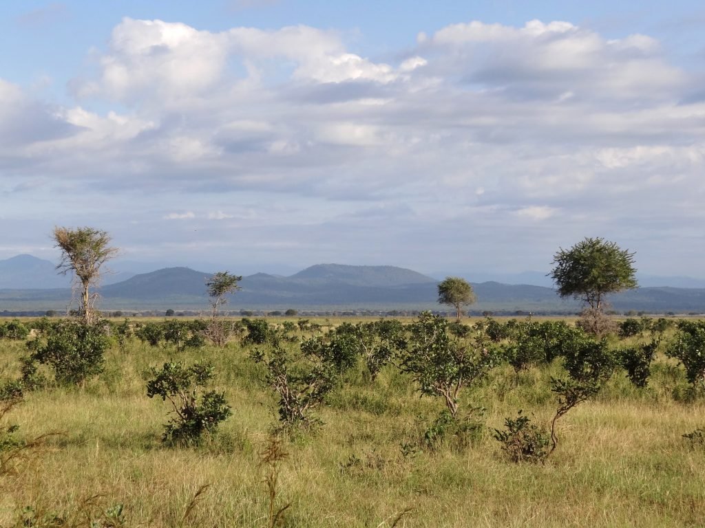 The Mkata floodplain landscape of Mikumi National Park with hazy distant mountains, Tanzania.