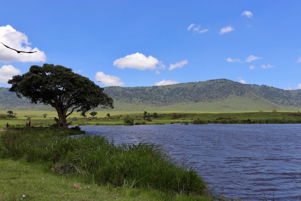 Acacia tree by a lake on the Ngorongoro Crater floor, Tanzania.