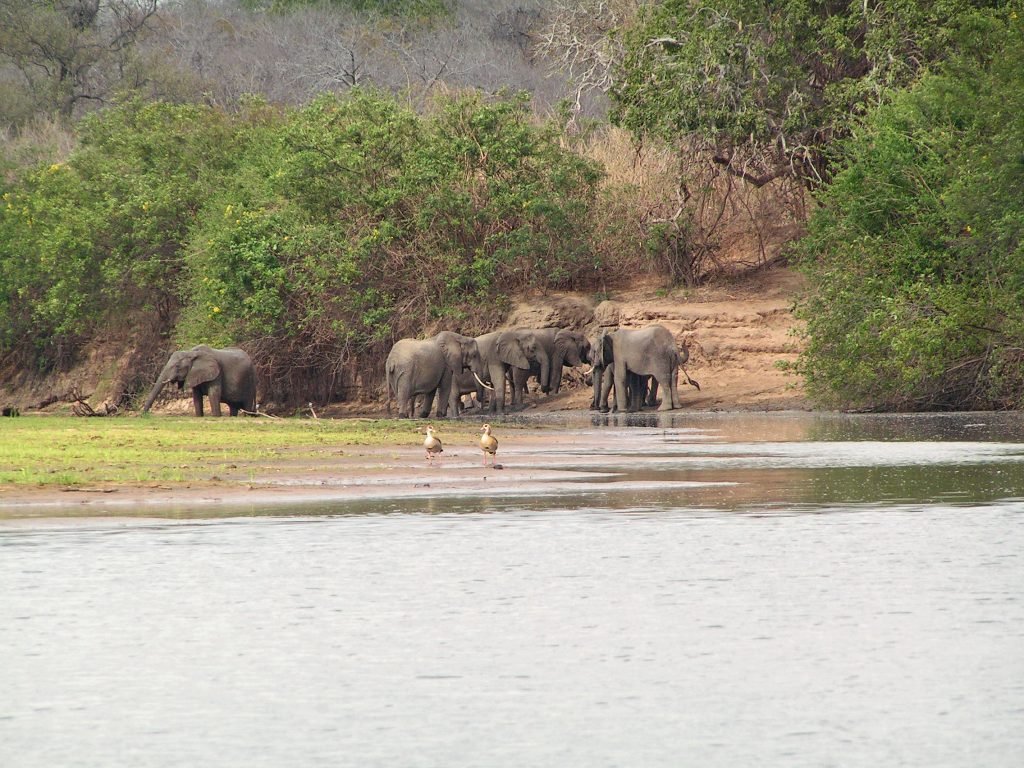 A herd of elephants at the edge of the Rufiji River, Nyerere National Park, Tanzania.