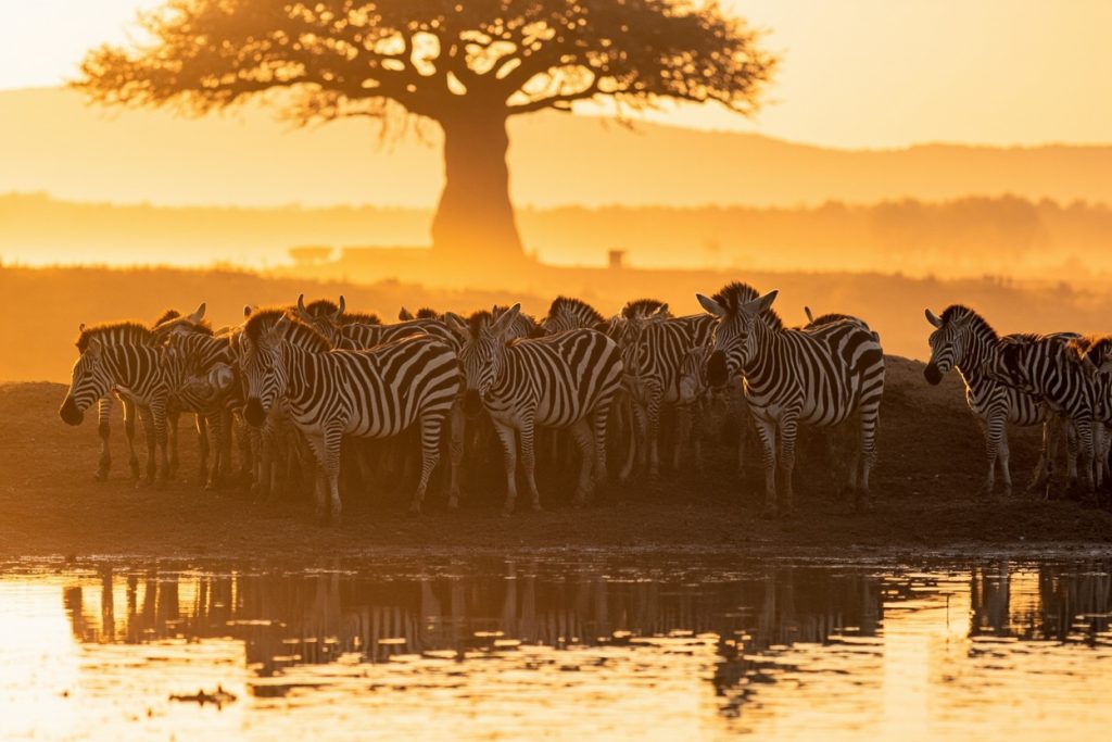 Zebras drinking at a small waterhole in Tarangire National Park, baobab tree behind them, late afternoon light.