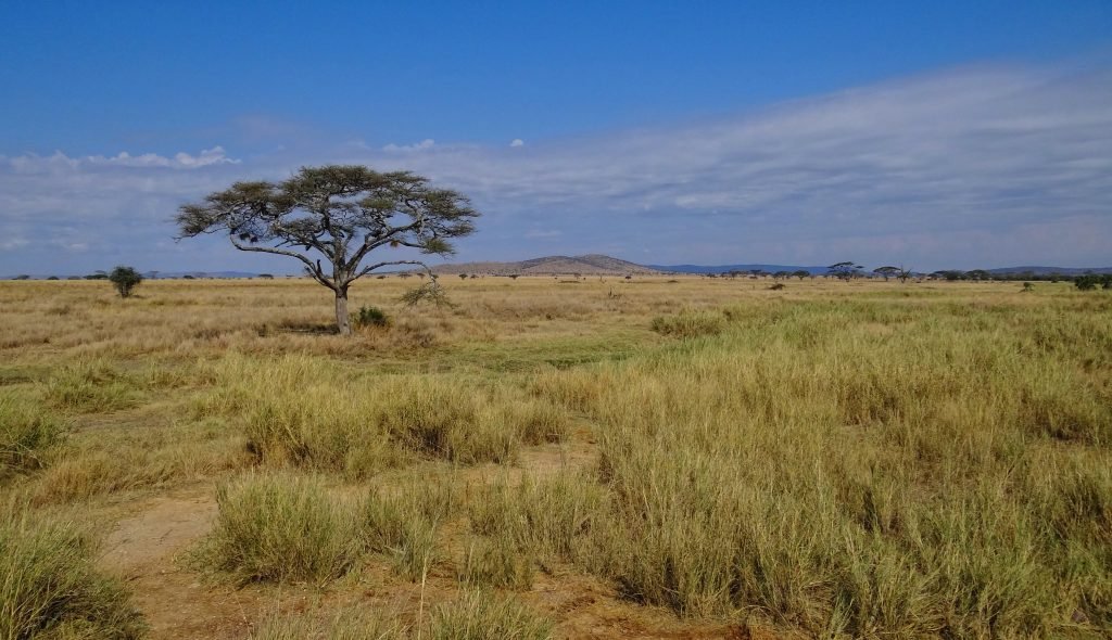 Lone acacia tree on the open Serengeti plains, Tanzania.