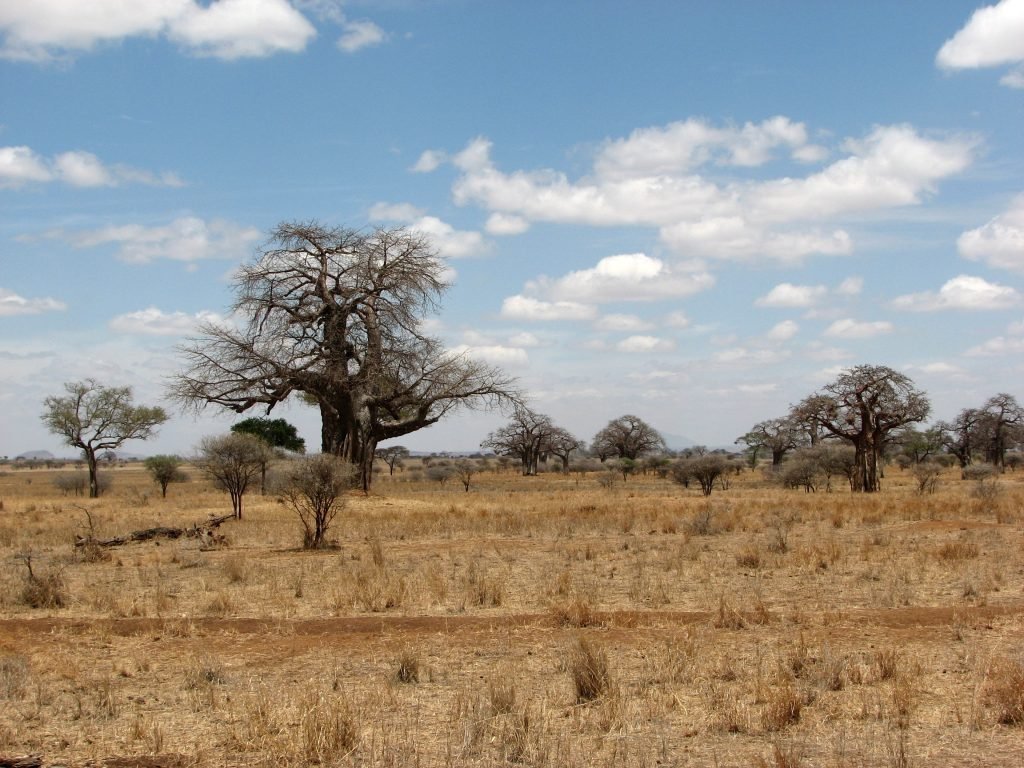 Baobab trees in the dry savanna of Tarangire National Park, Tanzania.