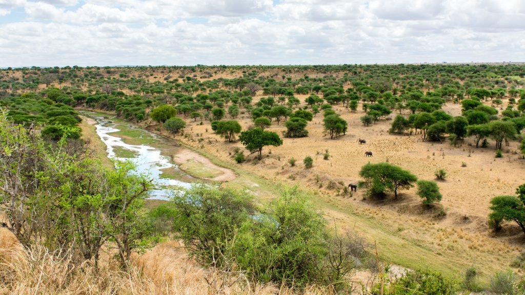 The Tarangire River winding through the park with elephants in the distance, Tanzania.